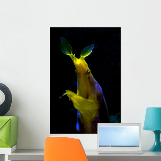Headshot Male Ribbon Eel Wall Decal
