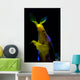 Headshot Male Ribbon Eel Wall Decal