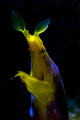 Headshot Male Ribbon Eel Wall Decal