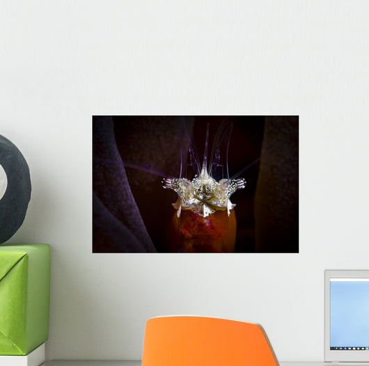 Headshot Mushroom Coral Shrimp Wall Decal