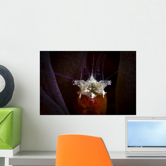 Headshot Mushroom Coral Shrimp Wall Decal