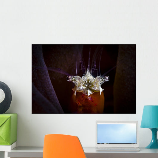 Headshot Mushroom Coral Shrimp Wall Decal