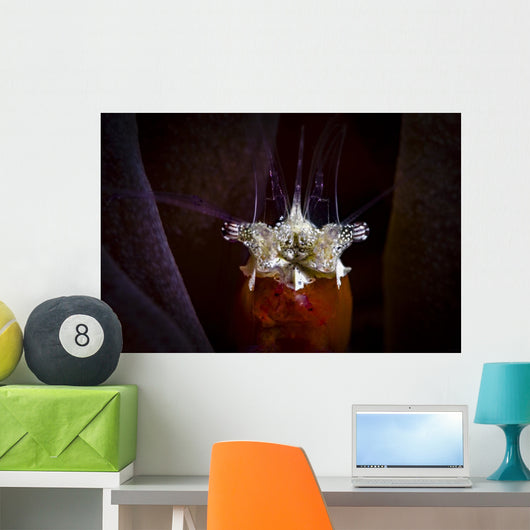 Headshot Mushroom Coral Shrimp Wall Decal