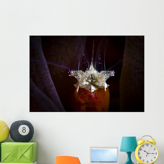 Headshot Mushroom Coral Shrimp Wall Decal