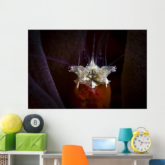Headshot Mushroom Coral Shrimp Wall Decal