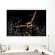Black Coral Crab with Wall Decal