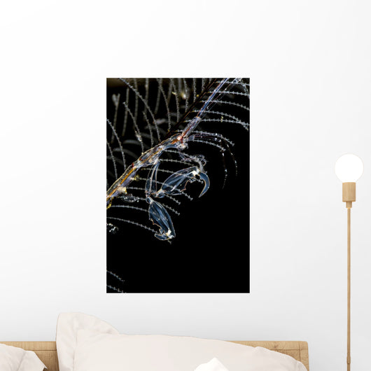 Japanese Skeleton Shrimp Anilao Wall Decal