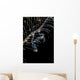 Japanese Skeleton Shrimp Anilao Wall Decal