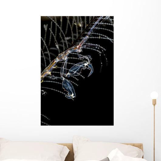 Japanese Skeleton Shrimp Anilao Wall Decal