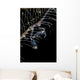 Japanese Skeleton Shrimp Anilao Wall Decal