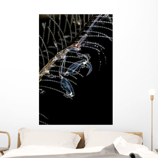 Japanese Skeleton Shrimp Anilao Wall Decal