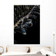 Japanese Skeleton Shrimp Anilao Wall Decal