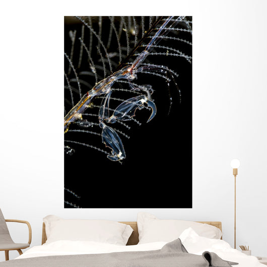 Japanese Skeleton Shrimp Anilao Wall Decal