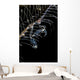 Japanese Skeleton Shrimp Anilao Wall Decal