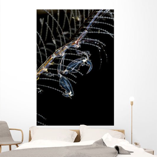 Japanese Skeleton Shrimp Anilao Wall Decal