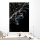 Japanese Skeleton Shrimp Anilao Wall Decal