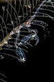 Japanese Skeleton Shrimp Anilao Wall Decal