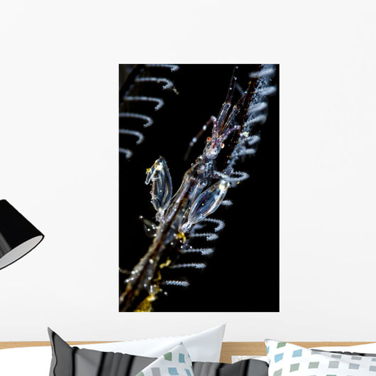 Japanese Skeleton Shrimp Anilao Top View Wall Decal