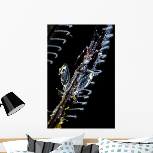 Japanese Skeleton Shrimp Anilao Top View Wall Decal
