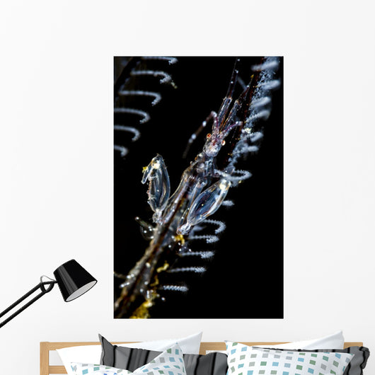 Japanese Skeleton Shrimp Anilao Top View Wall Decal