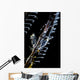 Japanese Skeleton Shrimp Anilao Top View Wall Decal