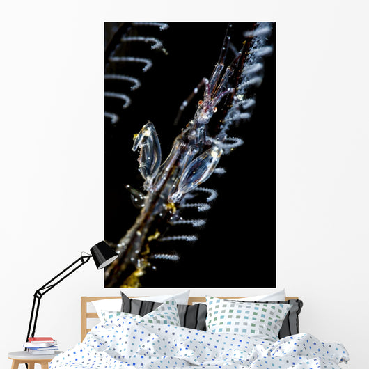 Japanese Skeleton Shrimp Anilao Top View Wall Decal