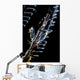 Japanese Skeleton Shrimp Anilao Top View Wall Decal