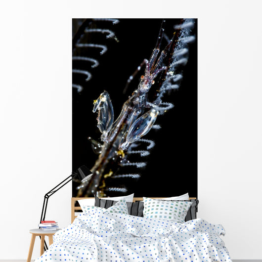 Japanese Skeleton Shrimp Anilao Top View Wall Decal