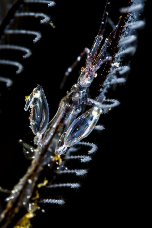 Japanese Skeleton Shrimp Anilao Top View Wall Decal