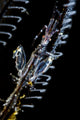Japanese Skeleton Shrimp Anilao Top View Wall Decal