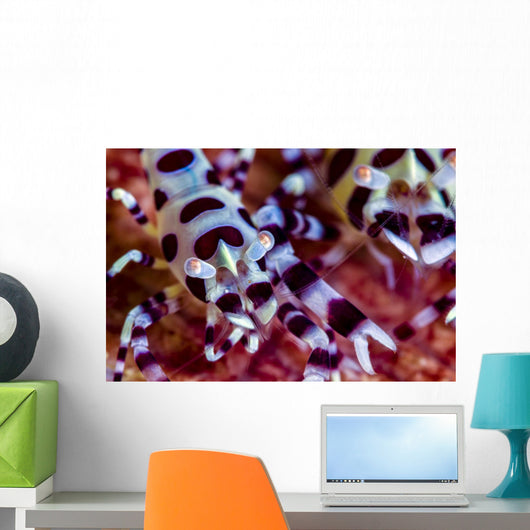 Close-up Coleman Shrimp Anilao Wall Decal