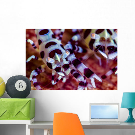 Close-up Coleman Shrimp Anilao Wall Decal