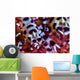 Close-up Coleman Shrimp Anilao Wall Decal