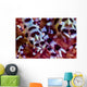 Close-up Coleman Shrimp Anilao Wall Decal