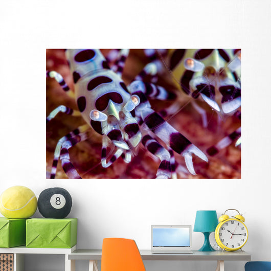 Close-up Coleman Shrimp Anilao Wall Decal