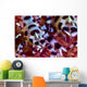 Close-up Coleman Shrimp Anilao Wall Decal