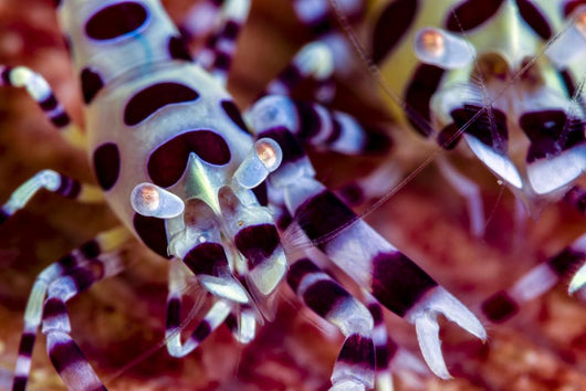 Close-up Coleman Shrimp Anilao Wall Decal
