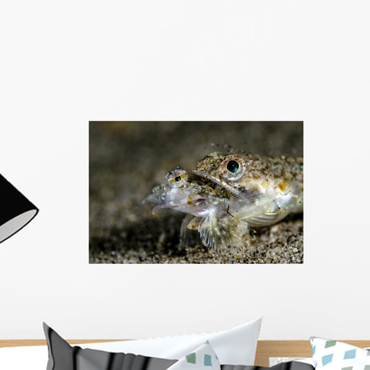 Lizardfish Eating Dragonet Anilao Wall Decal