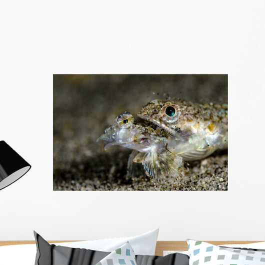 Lizardfish Eating Dragonet Anilao Wall Decal