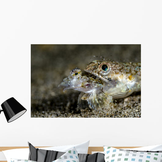 Lizardfish Eating Dragonet Anilao Wall Decal
