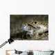 Lizardfish Eating Dragonet Anilao Wall Decal