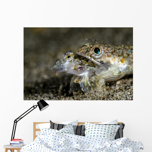 Lizardfish Eating Dragonet Anilao Wall Decal