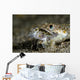 Lizardfish Eating Dragonet Anilao Wall Decal