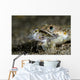 Lizardfish Eating Dragonet Anilao Wall Decal