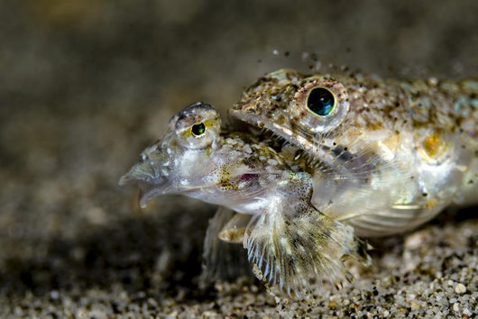 Lizardfish Eating Dragonet Anilao Wall Decal