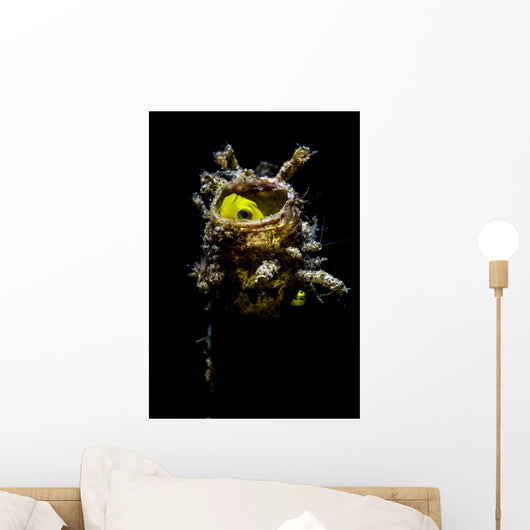 Yellow Goby Peeking out Wall Decal