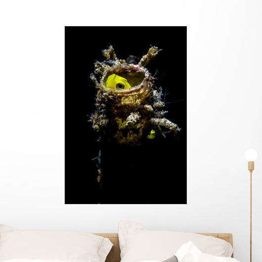 Yellow Goby Peeking out Wall Decal