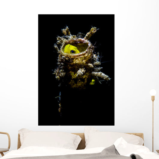 Yellow Goby Peeking out Wall Decal