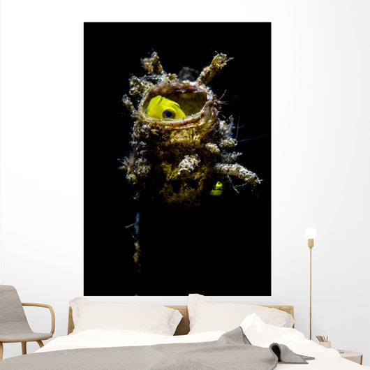 Yellow Goby Peeking out Wall Decal