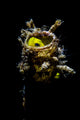 Yellow Goby Peeking out Wall Decal